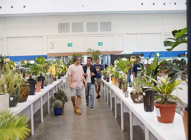 Tutup Pameran Tanaman Hias, FLOII 2024 Lelang Tanaman Hias Senilai Rp 137 Juta