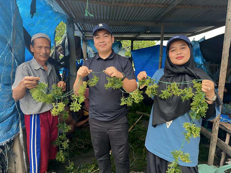 BANYU Raih Pendanaan Awal US$1,25 Juta untuk Dorong Transformasi Industri Rumput Laut Indonesia di Pasar Global